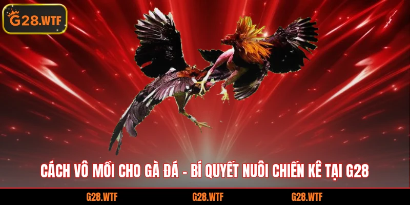 cách vô mồi cho gà đá